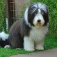 Firstprizebears King Cole at 7 months