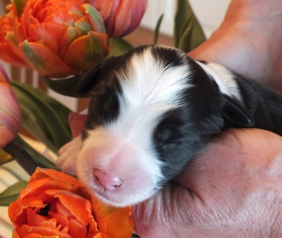 Litters: Pups Lee and Smokey are 2 days old – The girl