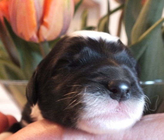 Litters: Pups Lee and Smokey are 2 days old – Boy 1