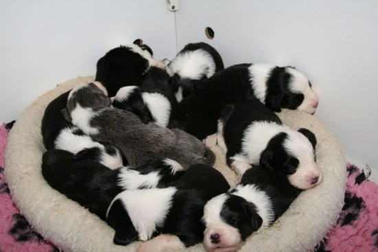 2,5-weeks-10-puppies-in-one-basket