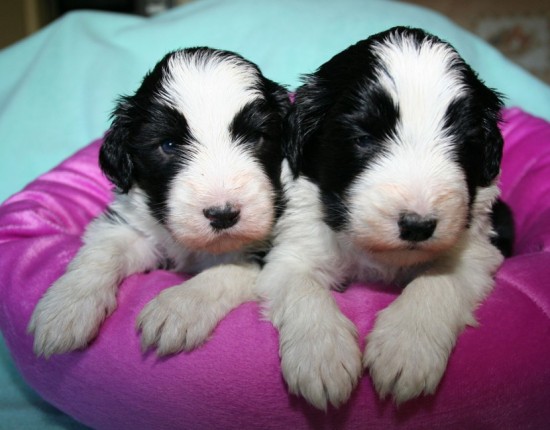 3-weeks-3-days-2-black-puppies