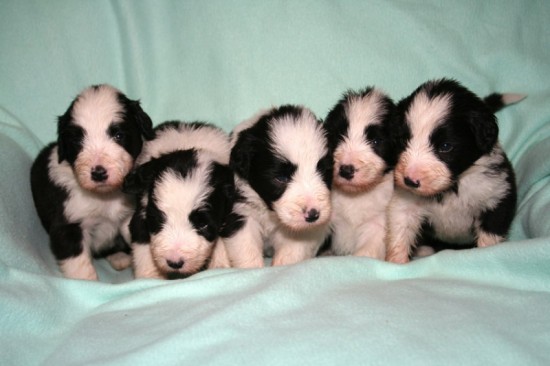 3,5-weeks-5-males-puppies