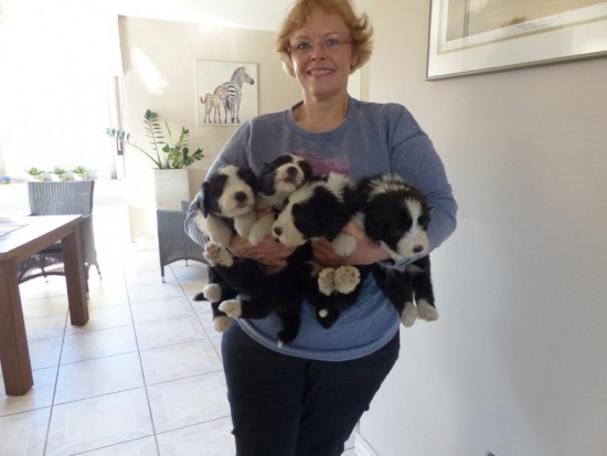 5 weeks Conny and 4 puppies