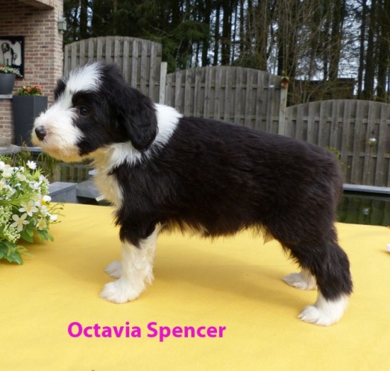 5,5 weeks Octavia Spencer stand