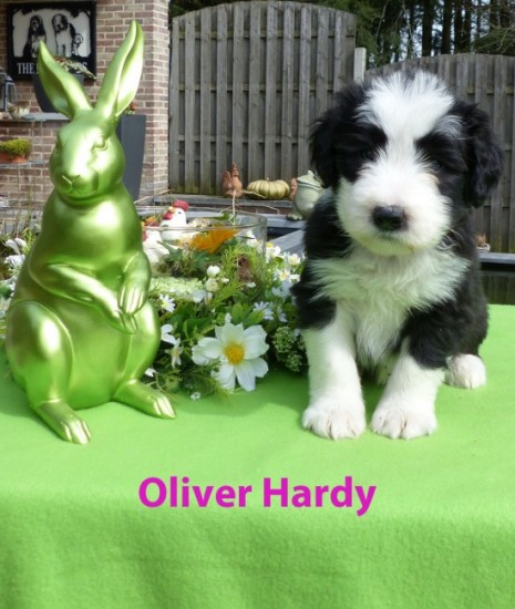 5,5 weeks Oliver Hardy sit