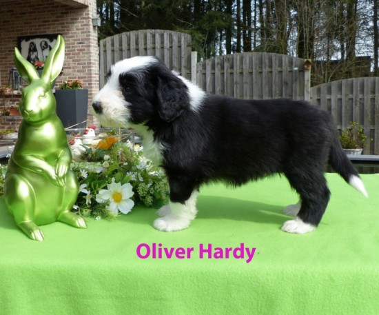 5,5 weeks Oliver Hardy stand