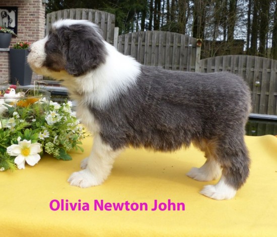 5,5 weeks Olivia Newton John stand