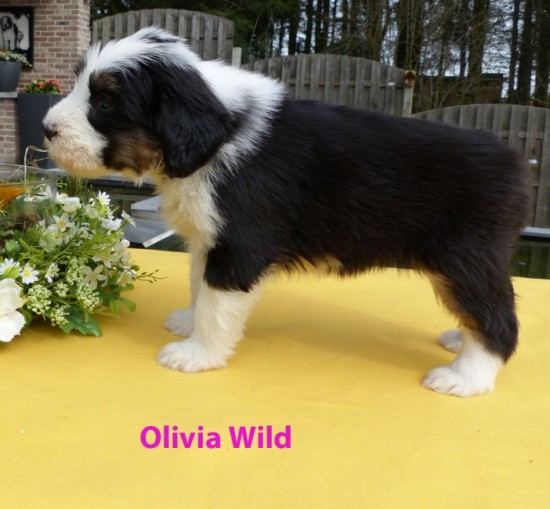5,5 weeks Olivia Wild stand