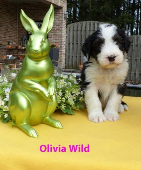 5,5 weeks Olivia wild sit
