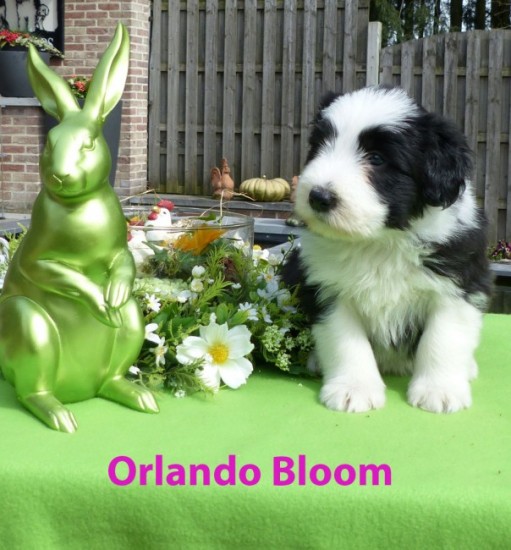 5,5 weeks Orlando Bloom sit
