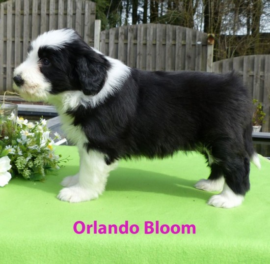 5,5 weeks Orlando Bloom stand