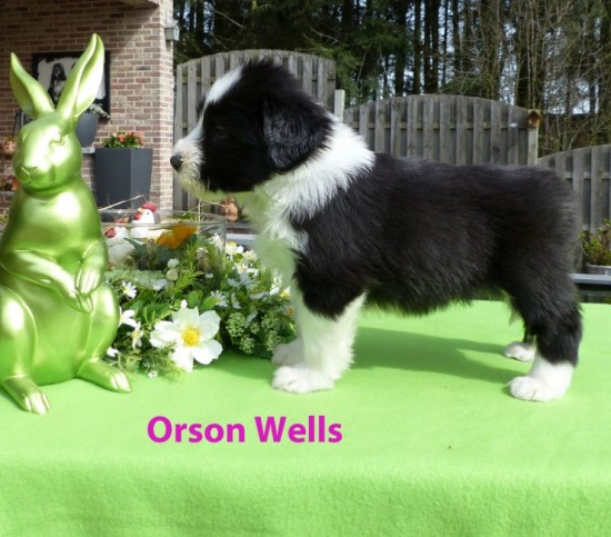 5,5 weeks Orson Wells stand