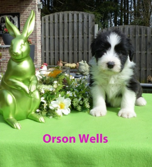 5,5 weeks Orson wells sit