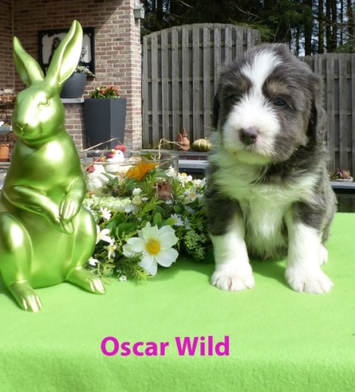 5,5 weeks Oscar Wild