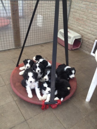 6 weeks 4 days 9 puppies on a swing