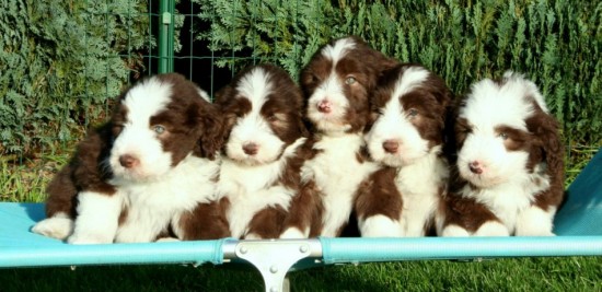 6 weeks 5 puppies