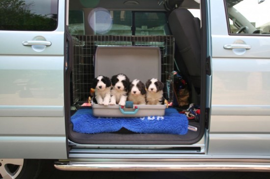 6,5-weeks-farewell-photo-Hazel-puppies