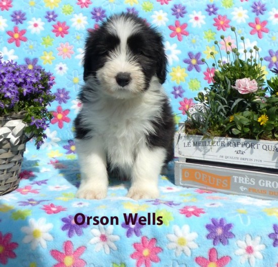 7 weeks June Orson Wells