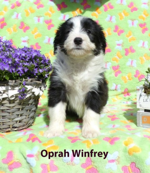 7 weeks june Oprah Winfreuy