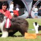 Firstprizebears King Cole Best Junior Nat Speciality GER