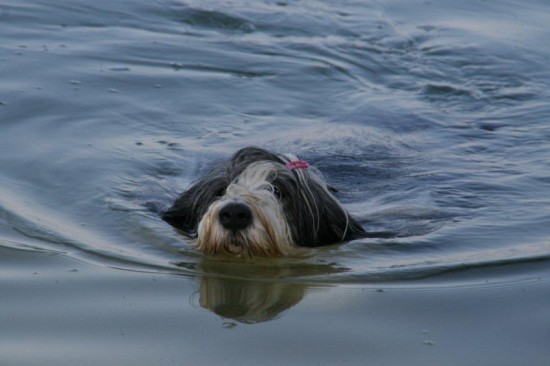 Lilli schwimmern am Gardasee