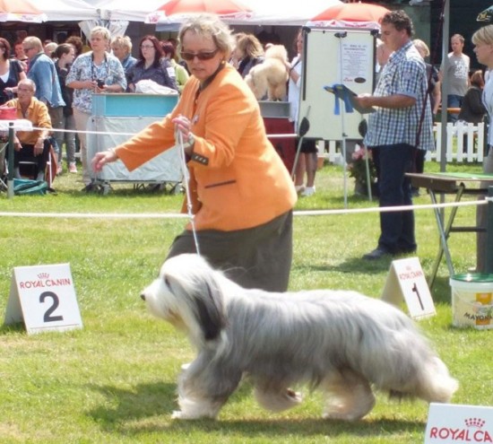 Int-Show-Ech-NL-Clanyard-Bay-Mc-Guffie-Res-CACIB,-RES-CAC,-18-months-judge-Mr.-Deutscher-A.-she-is-a-daughter-of-Firstprizebears-Hitchkock-and-Eureka