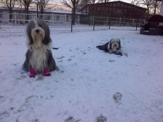 Schmidts Hunde im Schnee 12-12 1