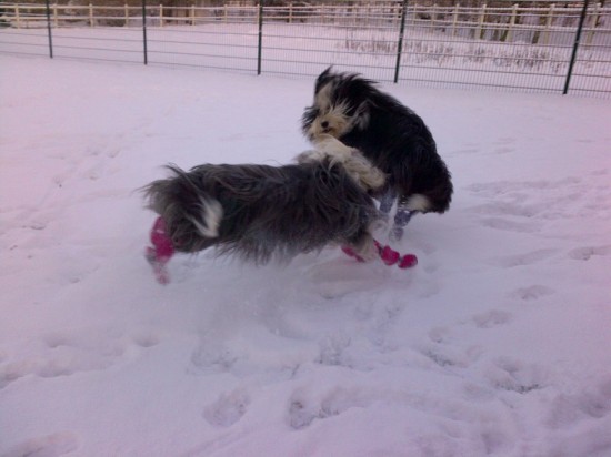 Schmidts Hunde im Schnee 2