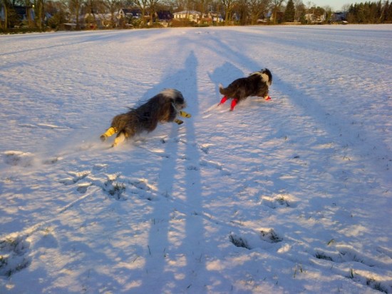 Schmidts Hunde im Schnee 3