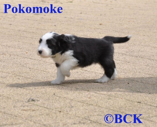 Schoko-65-weeks-Pokomoke-1jpg