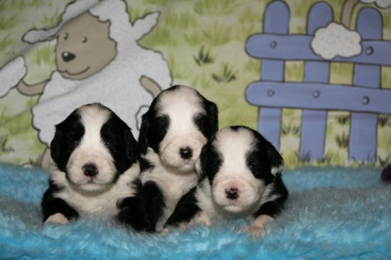 Smokey-2,5-weeks-3-male-puppies