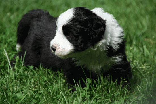 Smokey-single-pup-boy-4-weeks