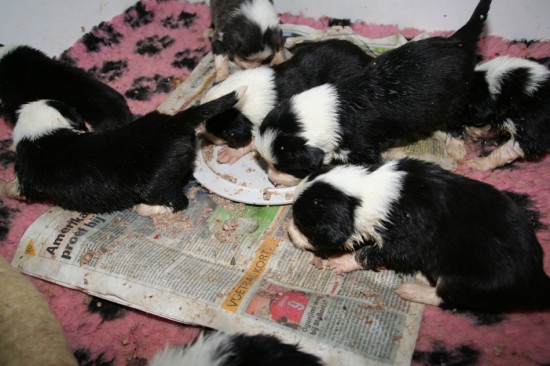 Summer-pups-2,5-weeks-first-meal