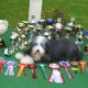 Firstprizebears Apache and his trophys