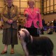 Firstprizebears Apache Crufts 2005 best Male and BOS, judge Mrs. Sommerfield/UK