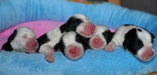 Litters: Pups Lee and Summer are 0 weeks old - The boys
