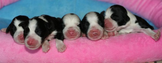 Litters: Pups Lee and Summer are 0 weeks old - The girls