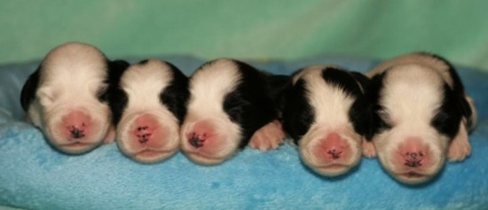 Litters: Pups Lee and Summer are 1 week old - The boys