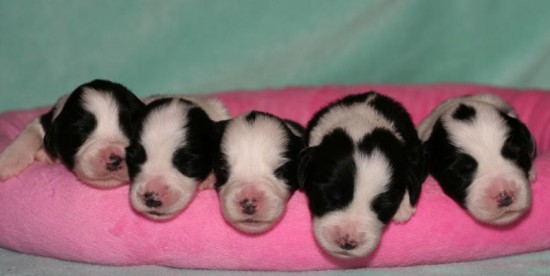Litters: Pups Lee and Summer are 1 week old - The girls