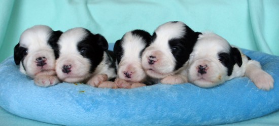 Litters: Pups Lee and Summer are 2 weeks old - The boys