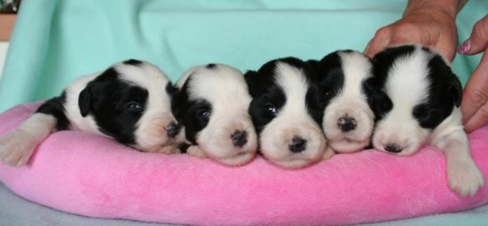 Litters: Pups Lee and Summer are 2 weeks old - The girls