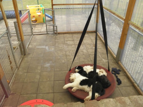 sleeping-at-the-swing-group-2