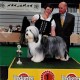 Firstprizebears Z'tampa 2 years Res-Best in Show Lingen/D