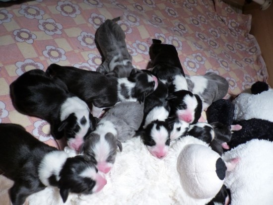 1 Tag 11 puppies