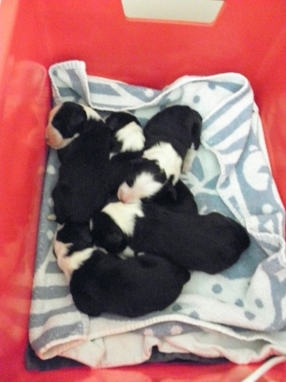 1 Tag all 5 puppies