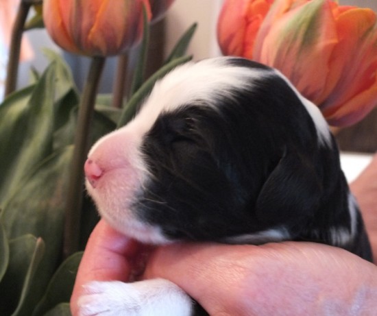 Litters: Pups Lee and Smokey are 2 days old – Boy 2