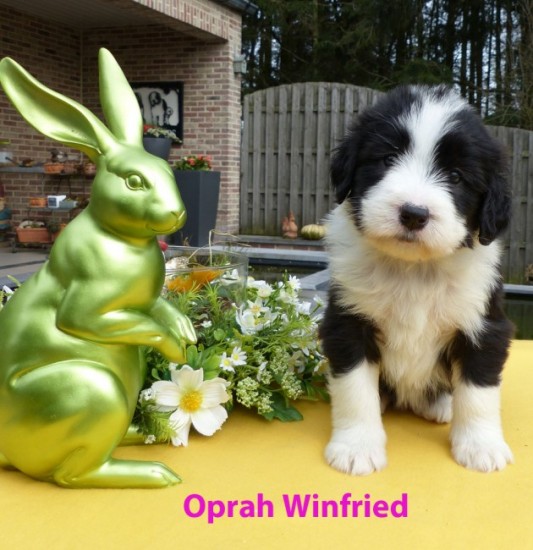 5,5 weeks Oprah Winfried sit