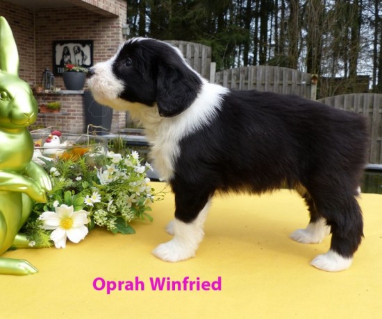 5,5 weeks Oprah Winfried stand