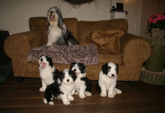 Lilli-at-home-in-Reuver-NL-and-her-4-pups-paid-a-visite