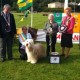 Firstprizebears Foreman Best in Show at Killarny/Irland